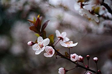 《麻布仔大冒险》将推出美猴王皮肤 1月6日上线